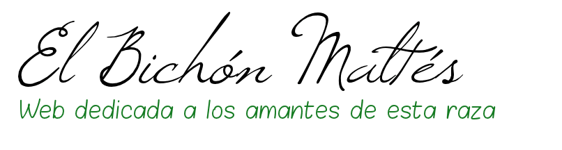 Bichon Maltes | Web dedicada a la raza de perros Bichón Maltés