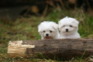 Bichon Maltes Toy