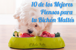 Piensos para Bichón Maltés
