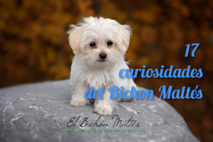 Curiosidades Bichón Maltés