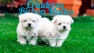Criaderos Bichón Maltés