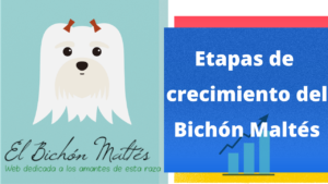 Etapas Crecimiento del Bichón Maltés