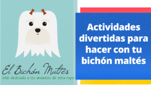 Actividades Bichón Maltés