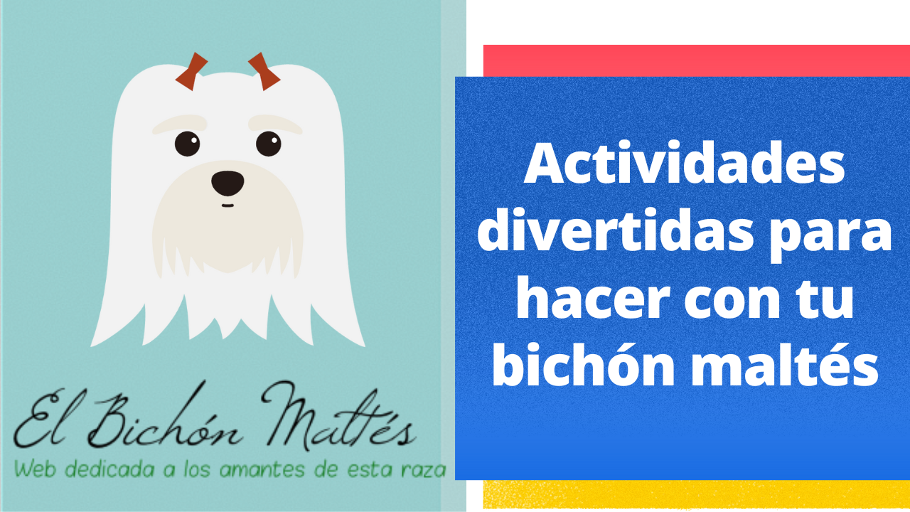 Actividades Bichón Maltés