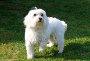 Bichon Maltes Adulto