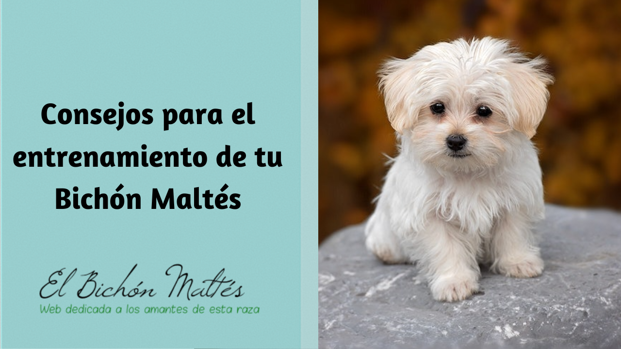 Consejos Entrenamiento Bichon Maltes