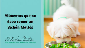 Alimentos Prohibidos Bichon Maltes
