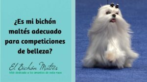 BichonMaltes-Exposicion