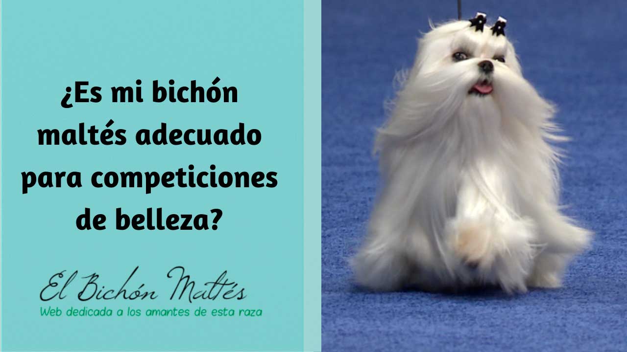 BichonMaltes-Exposicion