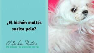 Bichon Maltes Suelta pelo