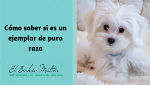 Ejemplar Pura Raza Bichón Maltés