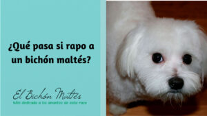 Rapar Bichón Maltés