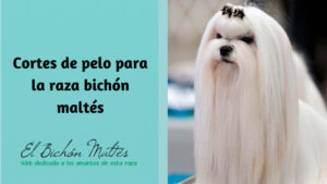 Cortes de pelo del Bichón Maltés
