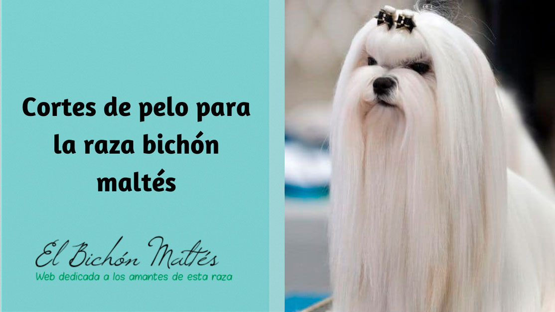 Cortes de pelo del Bichón Maltés