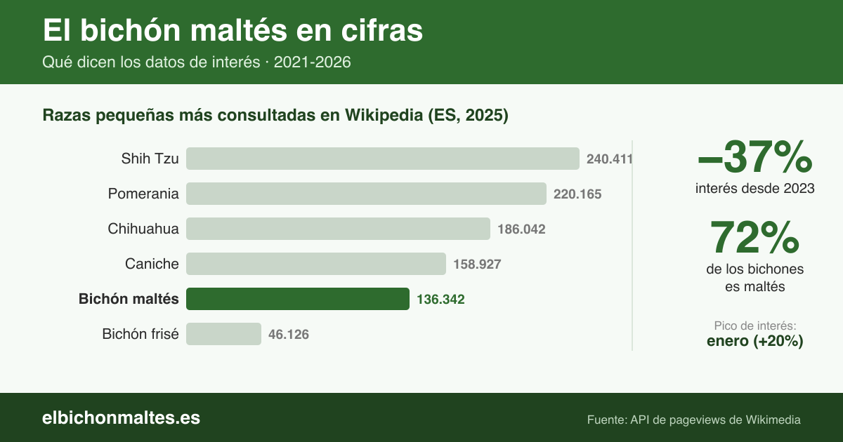 Gráfico: interés por el bichón maltés en cifras — comparativa de razas, caída del 37% desde 2023 y pico en enero